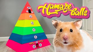 PET HAMSTER IN 6 - LEVEL RAINBOW PYRAMID MAZE - OBSTACLE COURSE