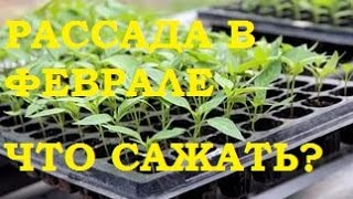 Рассада в феврале - что сажать?