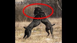 Питбуль против кане-корсо какая собака круче ??? Pitbull vs Cane Corso