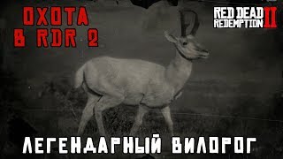ЛЕГЕНДАРНЫЙ ВИЛОРОГ охота в RDR 2