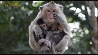 Mumsie breastfeeding Moy and Pee are so cute