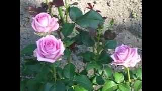 Роза Аква