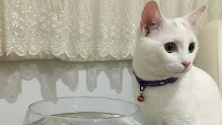 Tv'de Kedi Sesi Duyan Kedim Mia Evde Kedi Arıyor