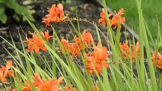 Crocosmia 'Ember Glow'