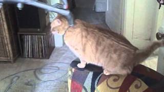 Vacuuming our  cat Gonzo 2011-05-22