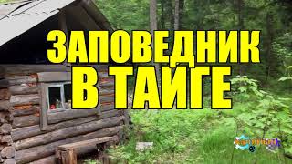 ТАЙГА ПРИРОДНАЯ ЗОНА | РЕДКИЕ ЖИВОТНЫЕ ТАЙГИ | ЖИЗНЬ В ТАЙГЕ | МАРАЛ МЕДВЕДЬ КАБАРГА