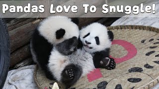 Baby Pandas Love To Snuggle! | iPanda