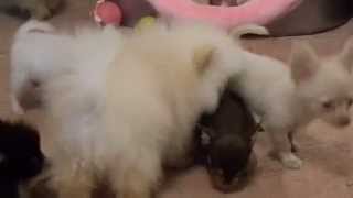 Купить щенка чихуахуа.Купить щенка шпица.