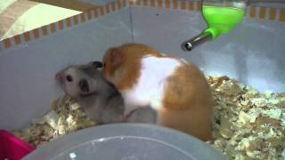 Syrian Hamster crazy sex!!