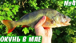 ОКУНЬ НА СПИННИНГ В МАЕ НА ВЕРТУШКУ