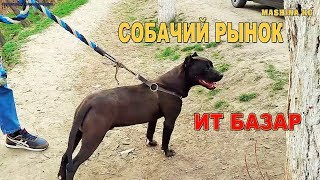 ПИТБУЛЬ 15 000 сом/ ОВЧАРКА 8000 сом/ АЛАБАЙ 6000 сом
