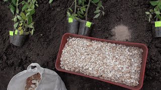 ЯИЧНАЯ СКОРЛУПА - ПРОФИЛАКТИКА ВЕРШИННОЙ ГНИЛИ. 