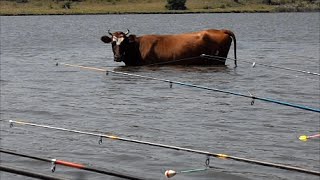 Рыбалка.Ловля карпа на пружины.My fishing.Fishing for carp  with springs