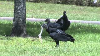 Black Buzzards fighting over a piece of meat.(Four Birds)