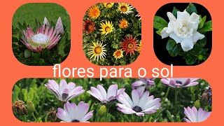 15 FLORES PARA SOL PLENO