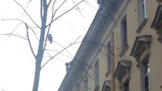 В саду у Русского музея вороны и чайки устроили травлю потерявшейся совы [LIFECORR | 400 RUB]