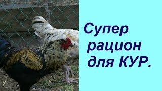 Супер рацион для КУР. | Feeding chickens.