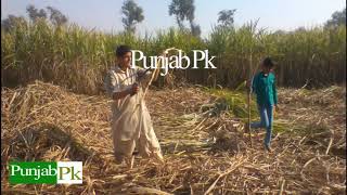 Sugarcane Cutting Season in Punjab Pakistan | District Nankana Sahib