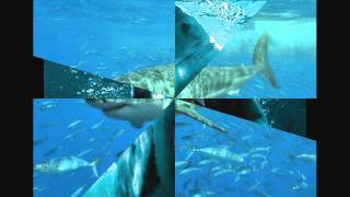 musique les dents de la mer plus photo de requin