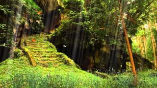 ♥Футаж заставка Утро в лесу(Footage saver Morning in the forest)