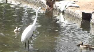Mama Duck defends her chicks from Great Egret