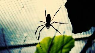 Creepy Spider - Free Horror Footage