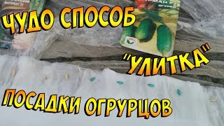 Чудо способ вырастить рассаду огурцов