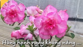 SỨ THÁI GHÉP - HỒNG HẠNH | HOA BA TRỒNG ?