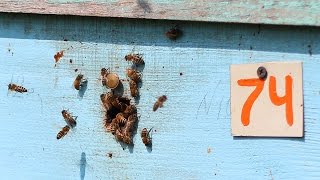 ПОКАЗЫВАЮ КАК ВЫВОЖУ МАТОК (часть 1) подрезаю сот на личинках