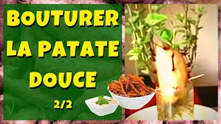 Comment bouturer la patate douce ? 2/2