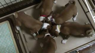 バセンジー犬大家族の食事タイム！ Basenji large family meal time.