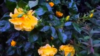 Желтая роза - Gele roos - Yellow rose - красиво - fraai - beautiful