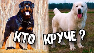 КТО КРУЧЕ АЛАБАЙ ИЛИ РОТВЕЙЛЕР