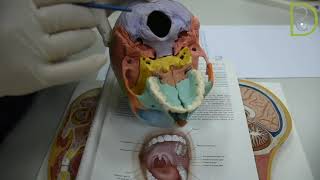 Dentiscope | Anatomy of The Oral Cavity (Soft palate)