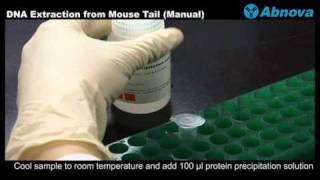 DNA Extraction from Mouse Tail (Manual)