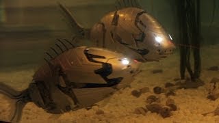 Robotic fish in South Korea - very advanced, very strong, mostly autonomous