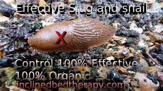 Simple Slug & Snail Trap For Organic Gardens 100% effective! Safe for children and pets