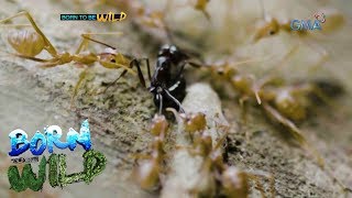 Born to be Wild: The battle of the tiniest species