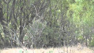 Jim Shockey Takes A Hog With The Benjamin Rogue .357 Air Rifle