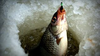ловля плотвы на мормышку и блесну.