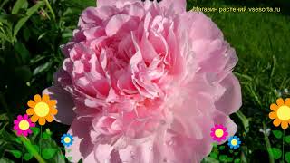 Пион молочноцветковый Диннер Плэйт. Краткий обзор, описание paeonia lactiflora Dinner Plate