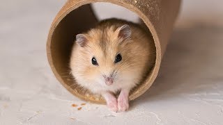 Бетонный фотофон своими руками (DIY)