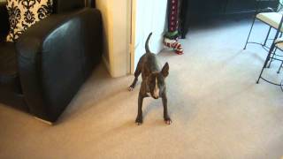 Miniature Bull Terrier Lexy Playing