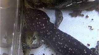 メキシカンサラマンダー　Axolotl　Ambystoma mexicanum　陸上型 land type