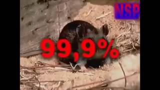 ШОК!!! Слабонервным не смотреть  Паразиты в организме человека