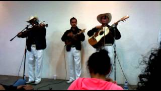 Flor Menudita (Xochipitzahuatl)  - Son Huasteco - Trio Calamar