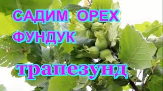 ПОСАДКА ореха фундука ТРАПЕЗУНД HARVESTING Hazelnut NUTRITION TRAPEZUND