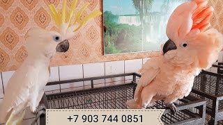 Попугаи какаду - продажа ручных птенцов из европейских питомников
