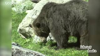 Grizzly Moments in the Canadian Rocky Mountains