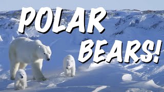 POLAR BEAR LOVE!!